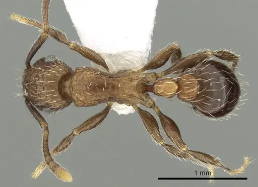 Tetramorium amentete specimen CASENT0217221 image casent0217221_1
