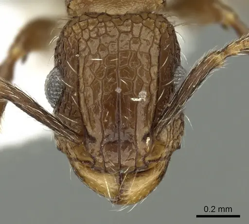Tetramorium amentete specimen CASENT0217221 image casent0217221_2