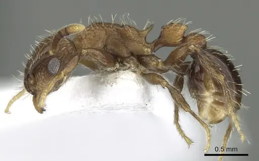 Tetramorium amentete specimen CASENT0217221 image casent0217221_3