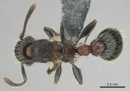 Tetramorium amentete specimen CASENT0815814 image casent0815814_1