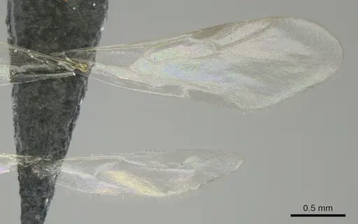 Tetramorium amentete specimen CASENT0815814 image casent0815814_2