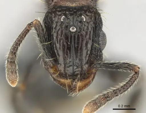 Tetramorium amentete specimen CASENT0815814 image casent0815814_3