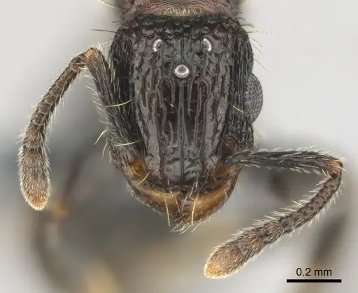 Tetramorium amentete specimen CASENT0815814 image casent0815814_4