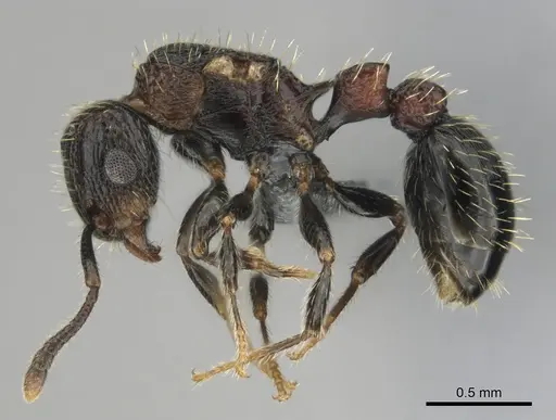 Tetramorium amentete specimen CASENT0815814 image casent0815814_5