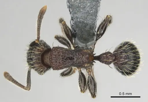 Tetramorium amentete specimen CASENT0815815 image casent0815815_1