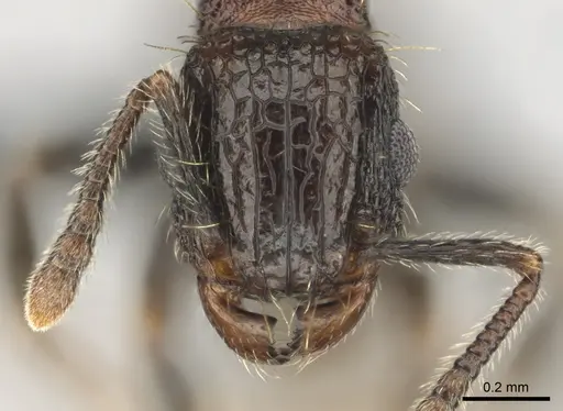 Tetramorium amentete specimen CASENT0815815 image casent0815815_2