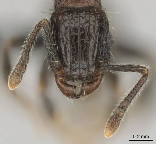 Tetramorium amentete specimen CASENT0815815 image casent0815815_3
