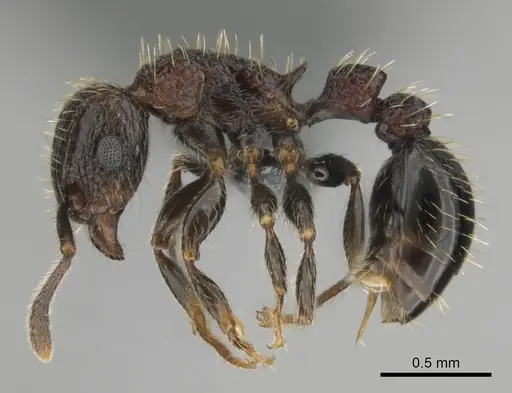 Tetramorium amentete specimen CASENT0815815 image casent0815815_4