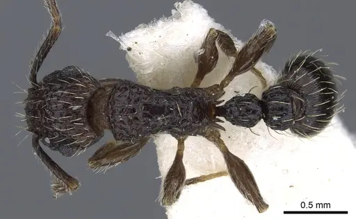 Tetramorium amentete specimen CASENT0901114 image casent0901114_1