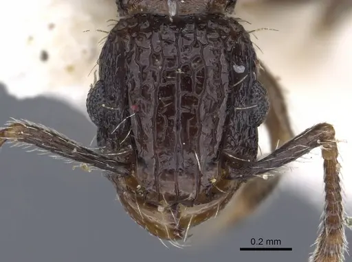 Tetramorium amentete specimen CASENT0901114 image casent0901114_2