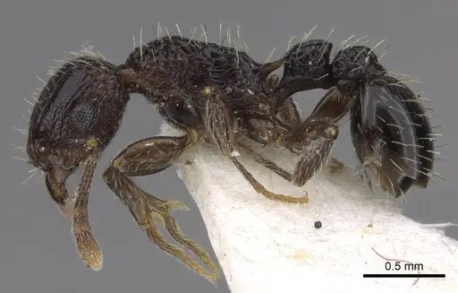 Tetramorium amentete specimen CASENT0901114 image casent0901114_3