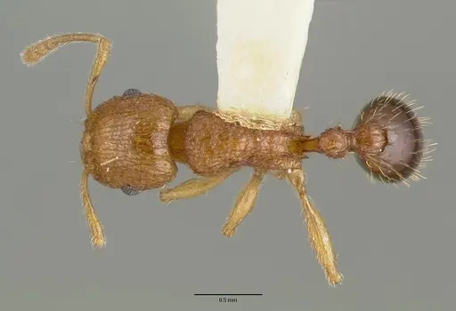 Tetramorium amissum specimen CASTYPE13385 image castype13385_1