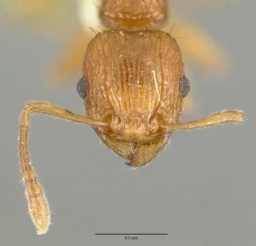 Tetramorium amissum specimen CASTYPE13385 image castype13385_2