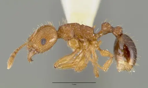 Tetramorium amissum specimen CASTYPE13385 image castype13385_3
