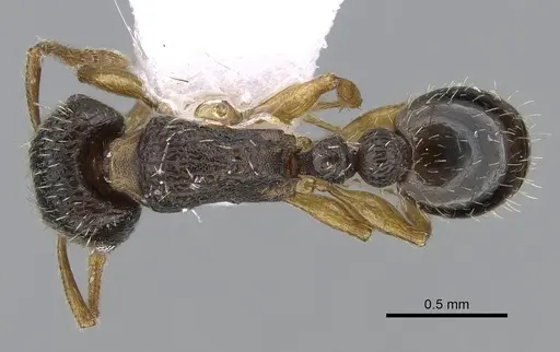 Tetramorium anatolicum specimen CASENT0281566 image casent0281566_1