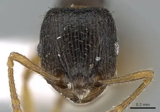 Tetramorium anatolicum specimen CASENT0281566 image casent0281566_2