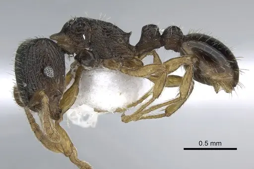 Tetramorium anatolicum specimen CASENT0281566 image casent0281566_3