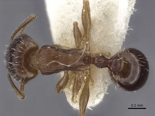Tetramorium anatolicum specimen CASENT0916602 image casent0916602_1