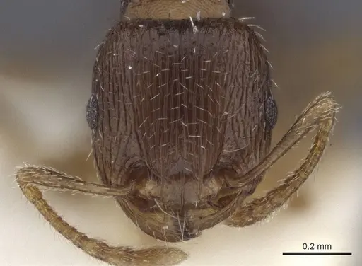 Tetramorium anatolicum specimen CASENT0916602 image casent0916602_2