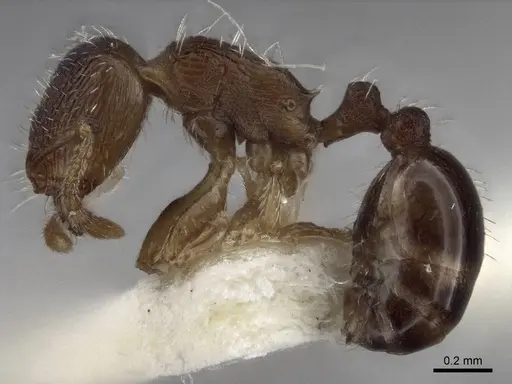 Tetramorium anatolicum specimen CASENT0916602 image casent0916602_3