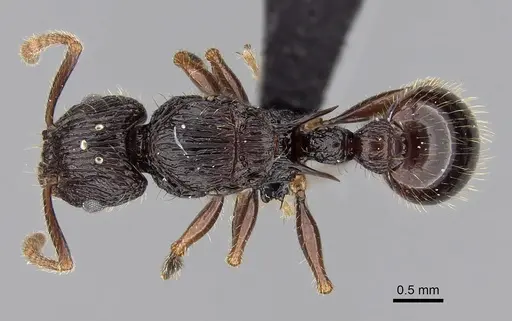 Tetramorium andohahela specimen CASENT0484416 image casent0484416_1