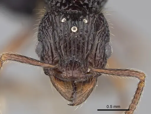 Tetramorium andohahela specimen CASENT0484416 image casent0484416_2