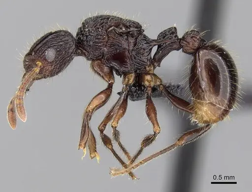 Tetramorium andohahela specimen CASENT0484416 image casent0484416_3
