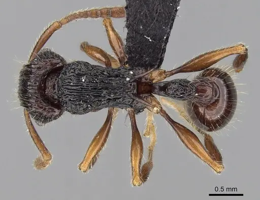 Tetramorium andohahela specimen CASENT0484449 image casent0484449_1