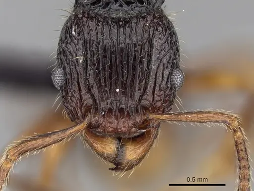 Tetramorium andohahela specimen CASENT0484449 image casent0484449_2