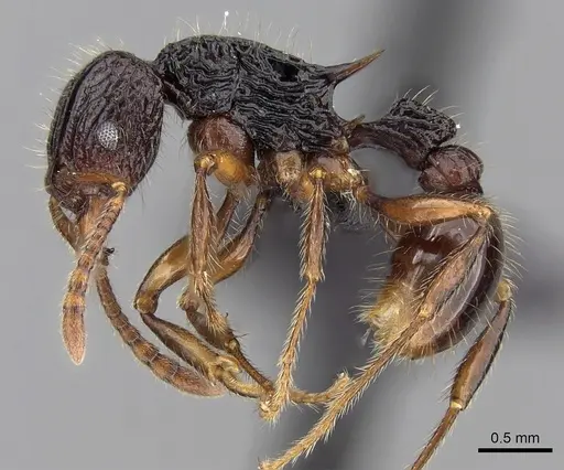 Tetramorium andohahela specimen CASENT0484449 image casent0484449_3
