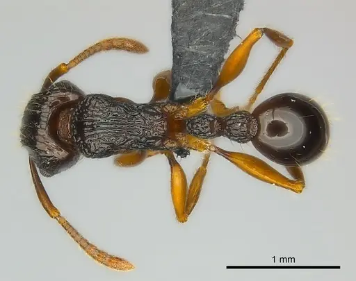 Tetramorium andrei specimen CASENT0037938 image casent0037938_1