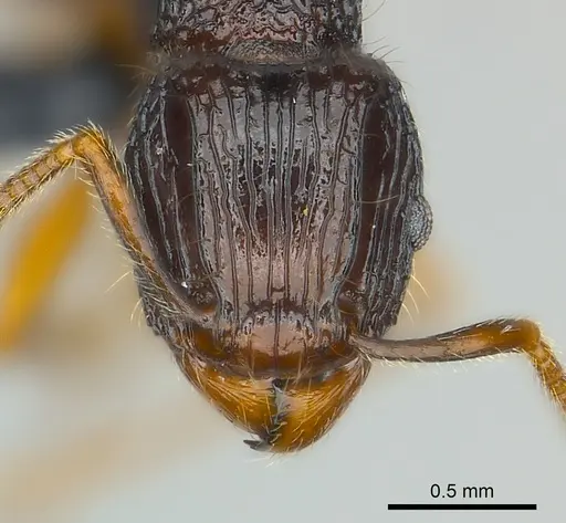 Tetramorium andrei specimen CASENT0037938 image casent0037938_2