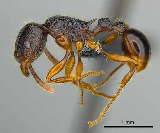 Tetramorium andrei specimen CASENT0037938 image casent0037938_3
