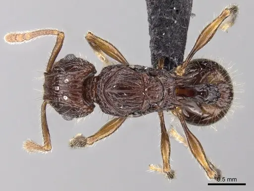 Tetramorium andrei specimen CASENT0070343 image casent0070343_1