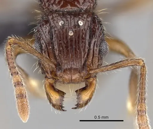 Tetramorium andrei specimen CASENT0070343 image casent0070343_2