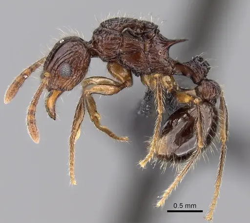 Tetramorium andrei specimen CASENT0070343 image casent0070343_3