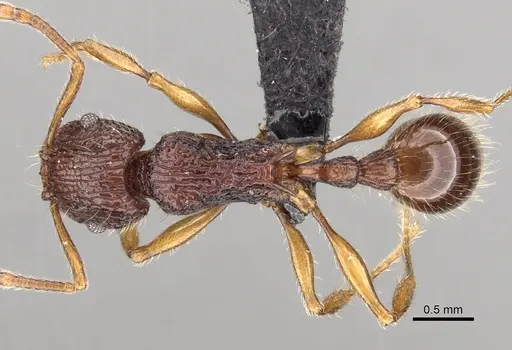 Tetramorium andrei specimen CASENT0073463 image casent0073463_1