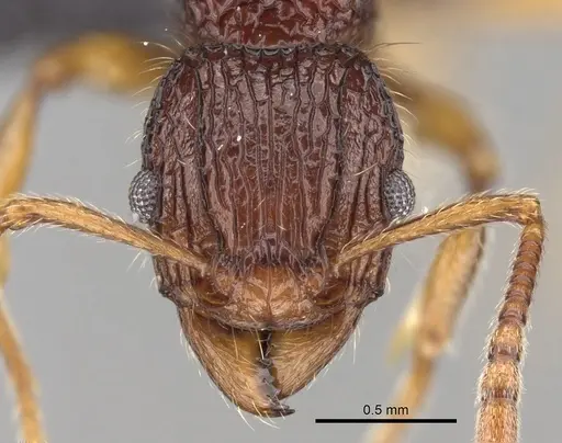 Tetramorium andrei specimen CASENT0073463 image casent0073463_2