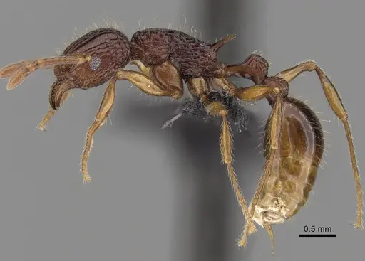 Tetramorium andrei specimen CASENT0073463 image casent0073463_3