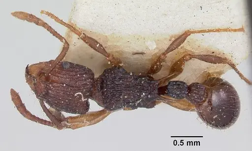 Tetramorium andrei specimen CASENT0101279 image casent0101279_1