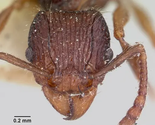 Tetramorium andrei specimen CASENT0101279 image casent0101279_2