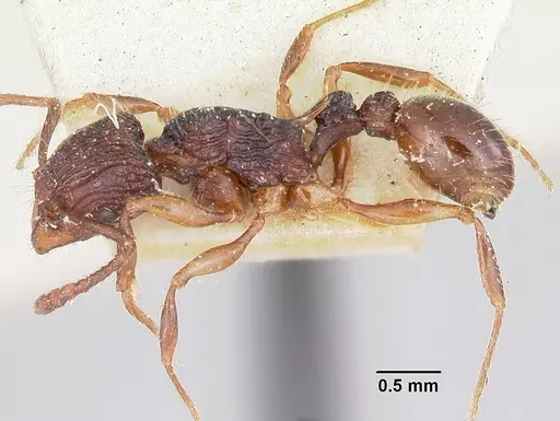 Tetramorium andrei specimen CASENT0101279 image casent0101279_3