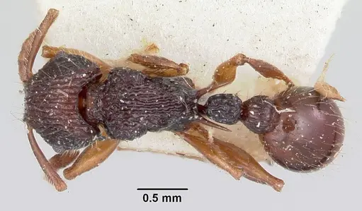 Tetramorium andrei specimen CASENT0101280 image casent0101280_1