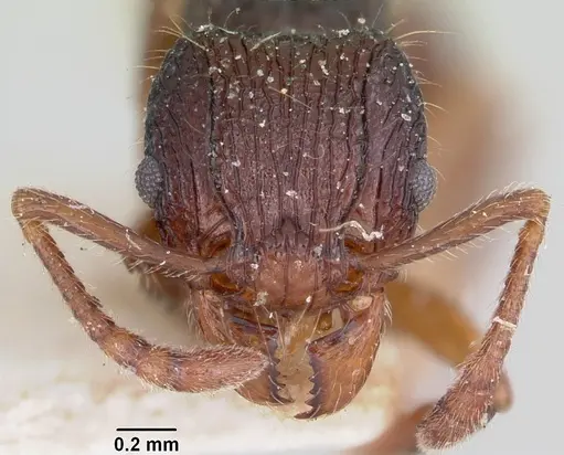 Tetramorium andrei specimen CASENT0101280 image casent0101280_2