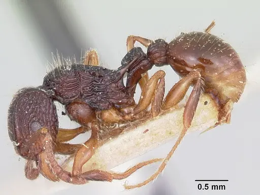 Tetramorium andrei specimen CASENT0101280 image casent0101280_3