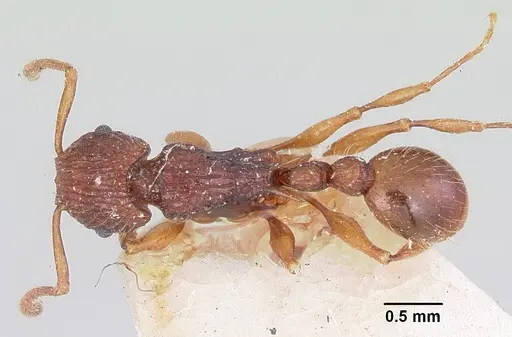 Tetramorium andrei specimen CASENT0101281 image casent0101281_1