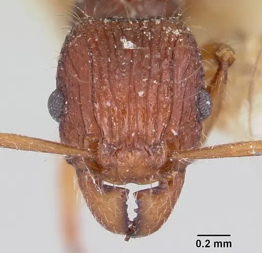 Tetramorium andrei specimen CASENT0101281 image casent0101281_2