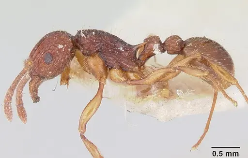 Tetramorium andrei specimen CASENT0101281 image casent0101281_3