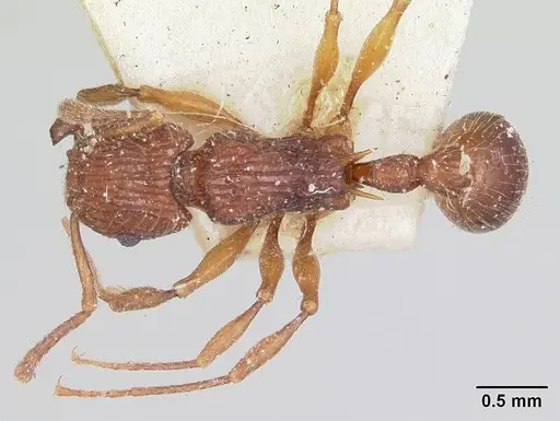 Tetramorium andrei specimen CASENT0101282 image casent0101282_1