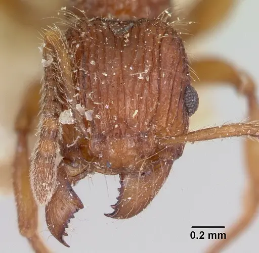 Tetramorium andrei specimen CASENT0101282 image casent0101282_2
